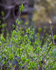 leaves in the garden