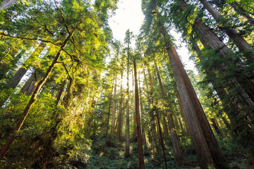 Afternoon Light on the Redwoods, Jedediah Smith State Park, Redwoods National Park, California