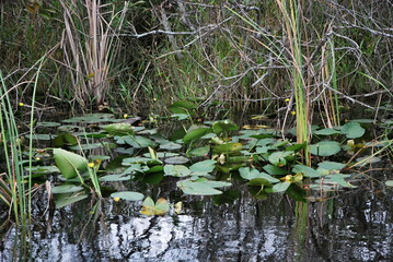 Seerosen in Sumpf Landschaft im Everglades National Park, Florida