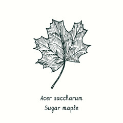 Sugar maple (Acer saccharum) leaf. Ink black and white doodle drawing in woodcut style.