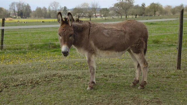One donkey standing alone in the field of the farm. It moves tail nervously