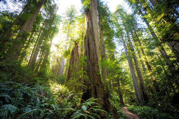 Looking up on the Redwoods Sunset, Jedediah Smith State Park, Redwoods National Park, California