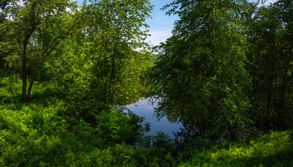 Tranquil green forest over the pond. Tall birch trees with dark green foliage.
