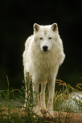 male Arctic wolf (Canis lupus arctos) beautiful portrait against a dark background