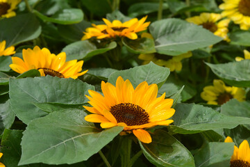Sunflowers illuminated by the sun, close up