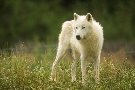 male Arctic wolf (Canis lupus arctos) is very vigilant