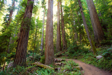 Afternoon Light on the Redwoods, Jedediah Smith State Park, Redwoods National Park, California