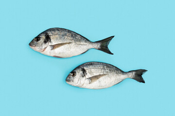 Two fresh dorado fish on blue background