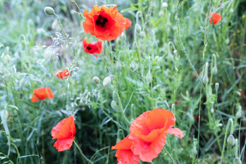 Several red poppies bloom on a green meadow in summer 