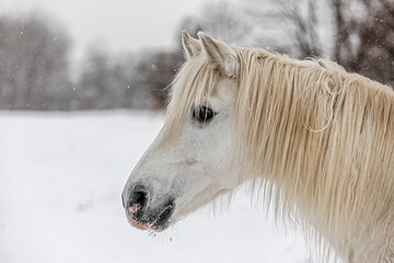 Fototapeta na wymiar portrait of the head white mare left side