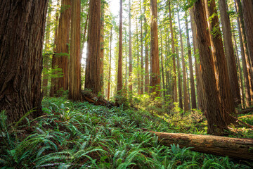 Afternoon Light on the Redwoods, Jedediah Smith State Park, Redwoods National Park, California
