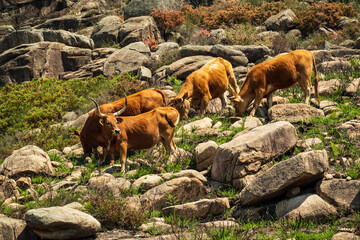 Herd of Cachena cows grazing between granite boulders, Prado de Gamil, Trilho das Silhas dos Ursos...