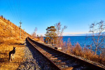 Russian railway and young german shepherd dog in autumn day with yellow color around. Travel...