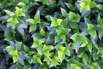 Abstract fresh summer background of green leaves from top view