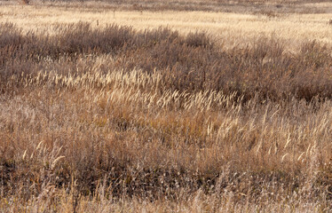 Steppe forbs in late dry autumn. Landscape. Selective focus. 