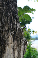 Obraz premium woodpecker on tree