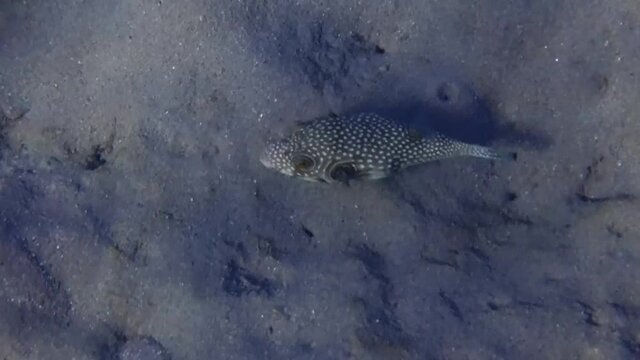 Pearl toby fish, scientific name is Canthigaster margartata. It belongs to the family Tetraodontidae, inhabits shallow water of coral reefs of the Red Sea, when dangerous may inflate its body