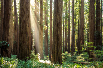 Sunbeams in the Redwoods, Jedediah Smith State Park, Redwoods National Park, California