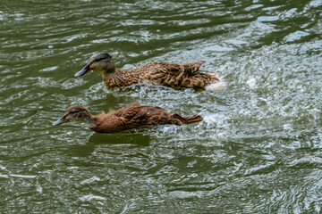 Mallard (Anas platyrhynchos) female with duckling in park