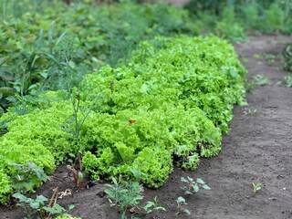 Lettuce leaves grow on the ground in the vegetable garden.