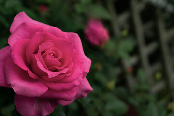 Close-up of the pink rose blooming in the garden.  ガーデンに咲くピンク色のバラのクローズアップ