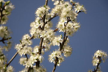 Blooming cherry plum against a blue sky and a bee flying up to flowers