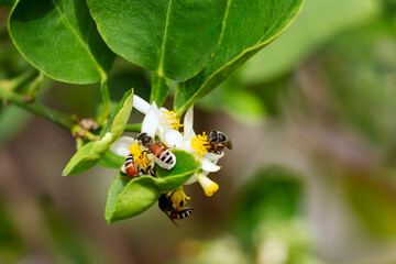 Honey bee or Apis florea bee flying collecting pollen and nectar over white flower of lime tree in blur green leaves background. Fresh honey has health benefits and can be used to make medicine. - obrazy, fototapety, plakaty