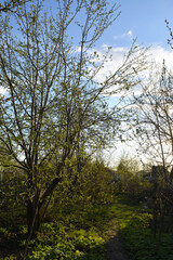 Country garden in spring. Landscape with apple trees with buds and fresh green grass