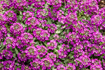 Sweet Alyssum (Lobularia maritima) in garden