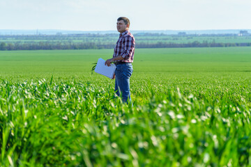 Naklejka na ściany i meble a man as a farmer poses in a field, dressed in a plaid shirt and jeans, checks reports and inspects young sprouts crops of wheat, barley or rye, or other cereals, a concept of agriculture and agronomy