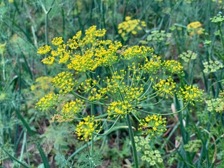 Blooming green dill close up.