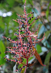 Pokeweed berries botanical named Phytolacca fully ripped looks mesmerizing at Singalila National...