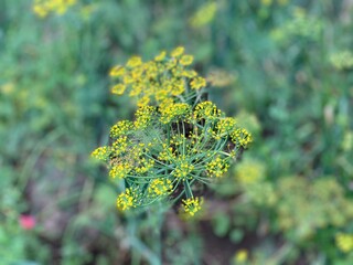 close up of flowers