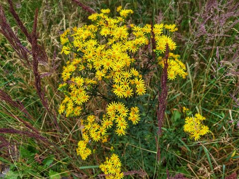 Jacobaea vulgaris, Senecio Jacob. Yellow blooming Ragwort.