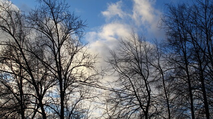 Obraz na płótnie Canvas Trees with a blue sky
