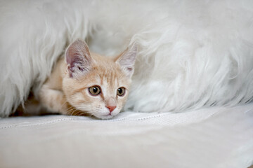 Cute scared kitten is playing hide and seek on the bed in a blanket Muzzle kitten peeking out of hiding