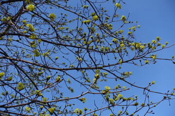 Azure blue sky and blossoming branches of Norway maple in March