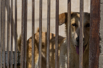 homeless dog in a cage