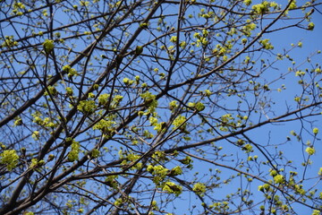 Blossoming branches of Norway maple against blue sky in March