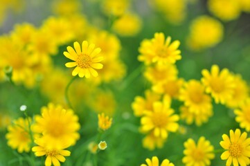 Yellow daisies growing and blooming in natural light, blurred background. Selective Focus