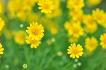 Yellow daisies growing and blooming in natural light, blurred background. Selective Focus