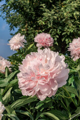Hybrid Peony (Paeonia hybrida) in park
