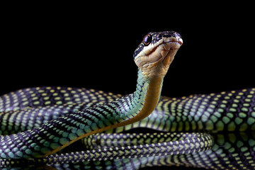 flying snake closeup, Flying snake ''Chrysopelea''