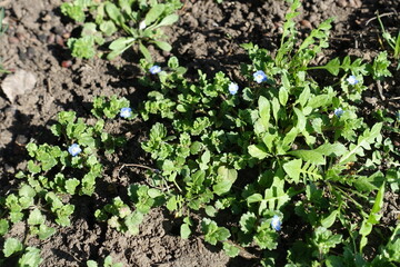 Blue flowers of veronica polita in mid March