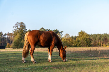 Koń na pastwisku przy zachodzie słońca