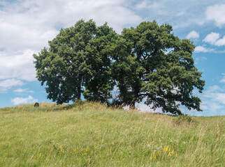 oak trees on the hilltop and old tombstone blue sky, summer