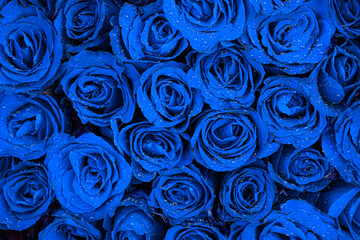 Blue rose background. Valentines day concept.