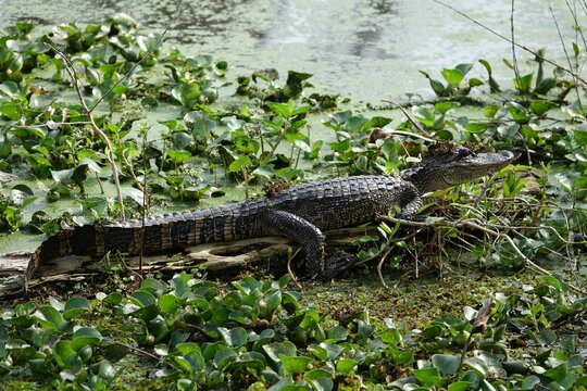 Jeune alligator coiffé d'algues au bord du lac 