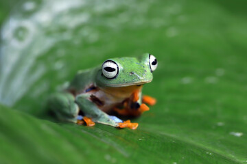 Flying frog closeup face on branch, Javan tree frog closeup image