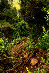 Fototapeta premium A path in the woods on an early morning rainy day.